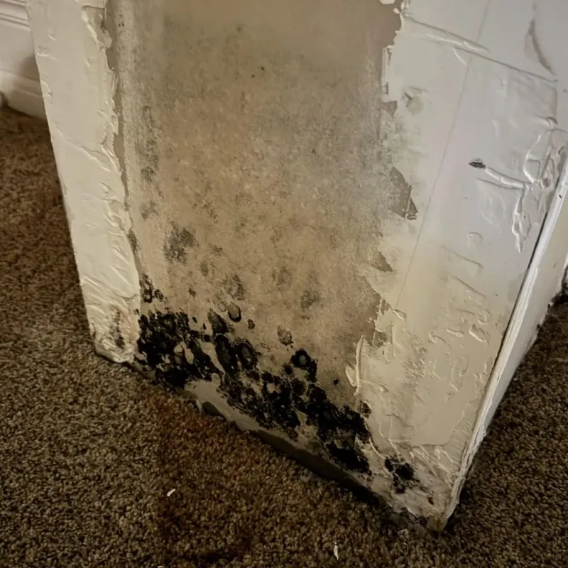 Professional Mold Removal in College Station, TX